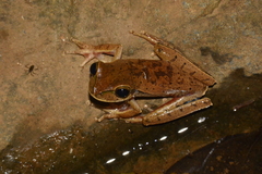 Boana bischoffi