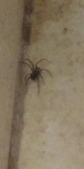Steatoda grossa