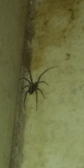 Steatoda grossa