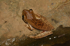 Boana bischoffi