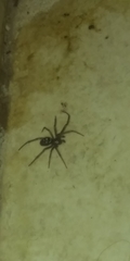 Steatoda grossa