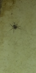 Steatoda grossa