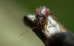 Psathyrocerus