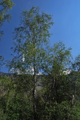 Betula microphylla