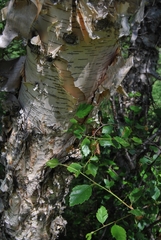 Betula microphylla