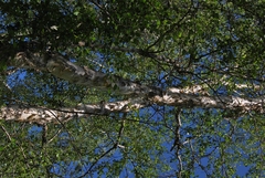 Betula microphylla
