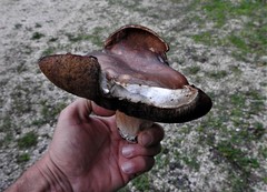 Boletus aereus