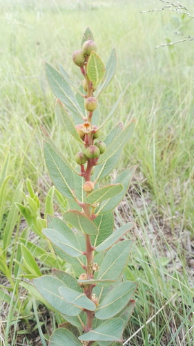 Clutia cordata (Clutia cordata)