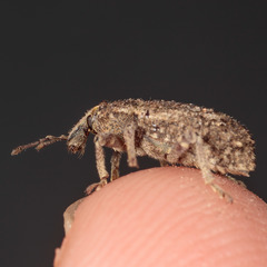 Listroderes difficilis