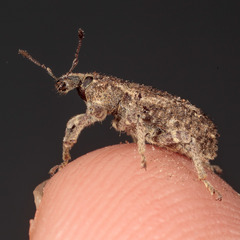 Listroderes difficilis