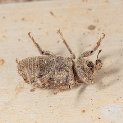 Listroderes difficilis