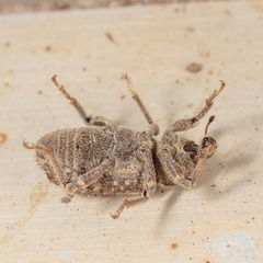 Listroderes difficilis