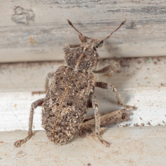 Listroderes difficilis