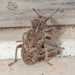 Listroderes difficilis