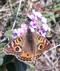 Junonia vestina