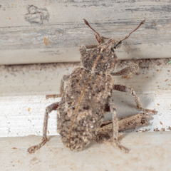 Listroderes difficilis