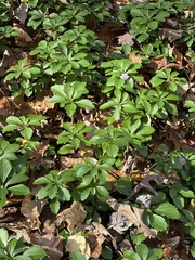 Pachysandra