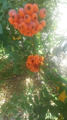 Magnoliopsida