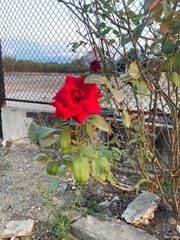 Rosa