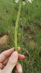 Callilepis laureola