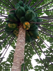 Carica