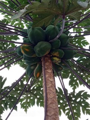 Carica