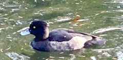 Aythya fuligula