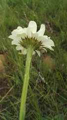 Callilepis laureola