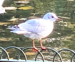 Chroicocephalus ridibundus