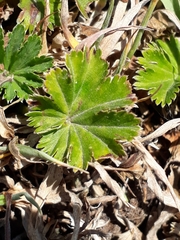 Alchemilla orbiculata