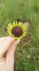 Callilepis laureola