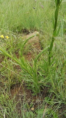Callilepis laureola