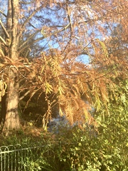 Taxodium