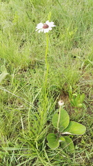 Callilepis laureola