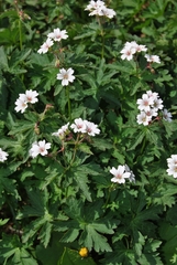 Geranium krylovii