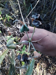 Stenomesson aurantiacum