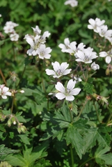 Geranium krylovii