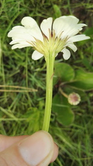 Callilepis laureola