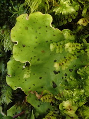 Peltigera leucophlebia