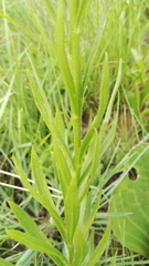 Callilepis laureola