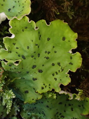 Peltigera leucophlebia