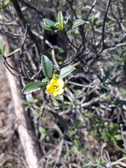 Columellia oblonga