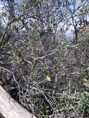 Columellia oblonga