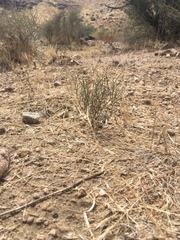 Eriogonum nidularium