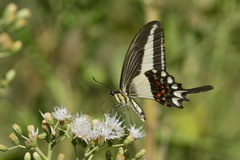 Heraclides hectorides