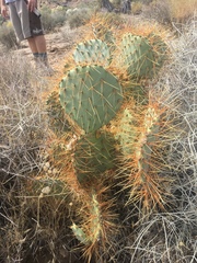 Opuntia × curvispina