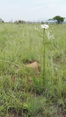 Callilepis laureola
