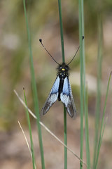 Libelloides lacteus
