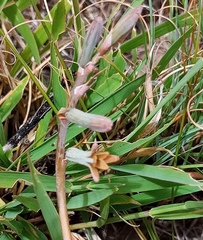 Dipcadi brevifolium