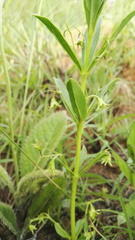 Rotheca hirsuta triphylla